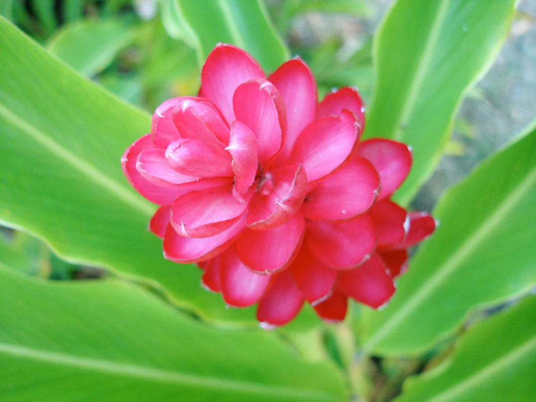 Awapuhi Seaberry