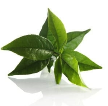 Green Tea/White Tea Antioxidant Scrub