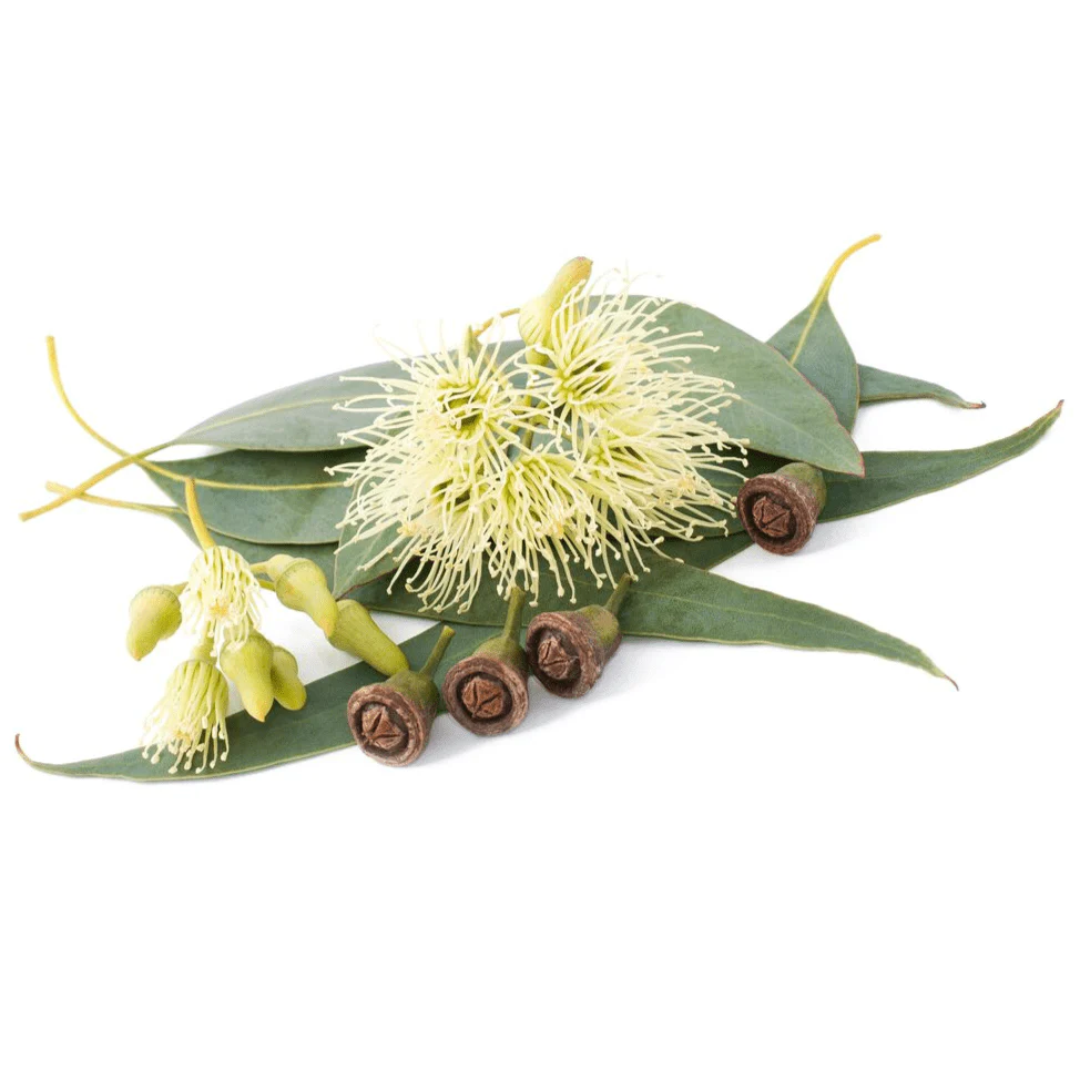 Shampure Aveda Type Essential/Fragrance Oil